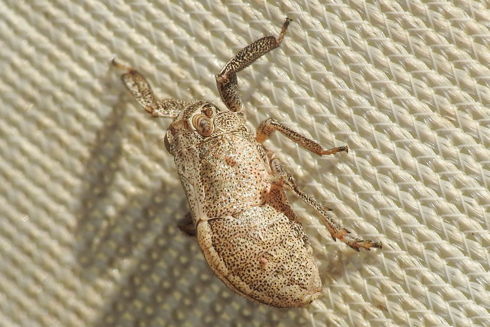 Caliscelidae