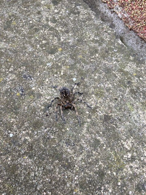Geolycosa vultuosa - pokoli cselőpók