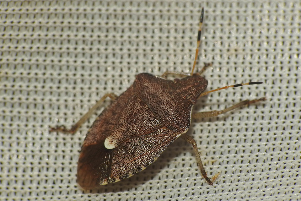 Peribalus strictus - tavaszi címerespoloska Peribalus strictus - tavaszi címerespoloska