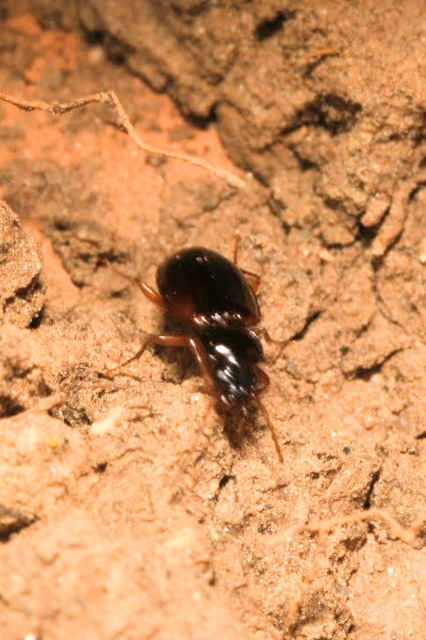 Trechus quadristriatus - közönséges fürgefutonc