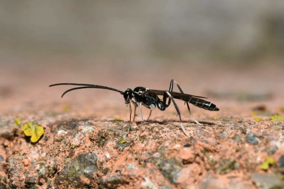Picardiella melanoleuca
