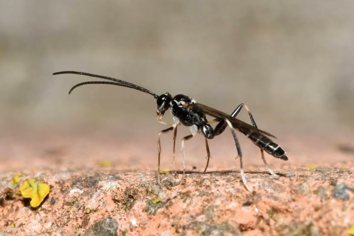 Picardiella melanoleuca