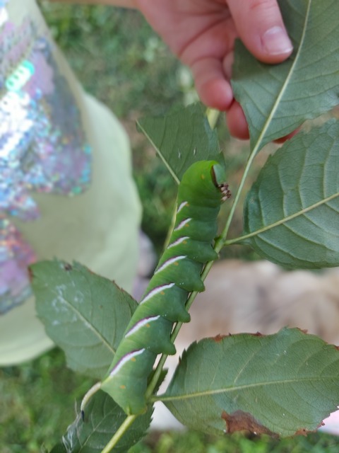 Sphinx ligustri - fagyalszender