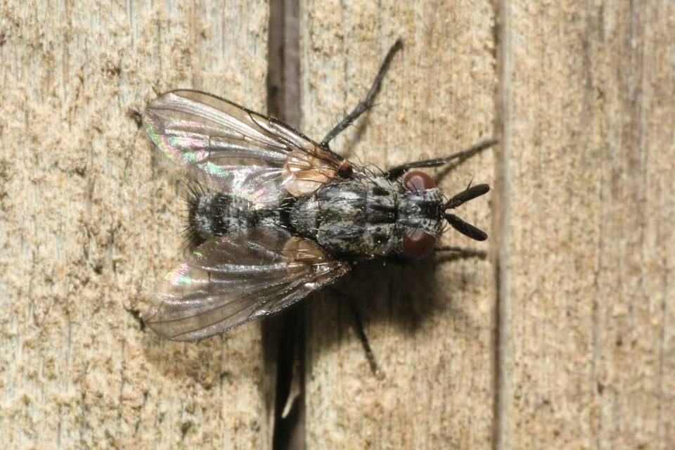 Triarthria setipennis - fülbemászók fürkészlegye