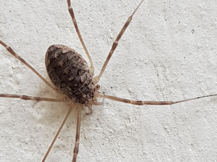 Opilio saxatilis