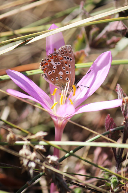 Polyommatus coridon - ezüstkék boglárka