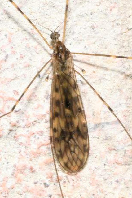 Limonia nubeculosa