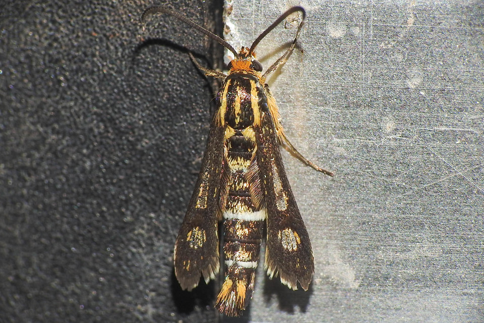 Chamaesphecia astatiformis - farkasfűtej-szitkár