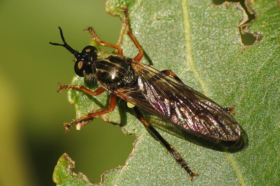 Dioctria rufipes