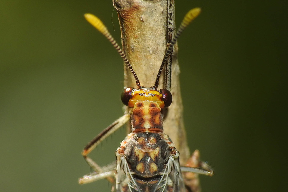 Megistopus flavicornis - kétfoltos hangyaleső