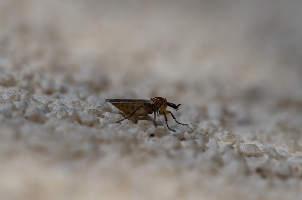 Bibionidae - bársonylegyek