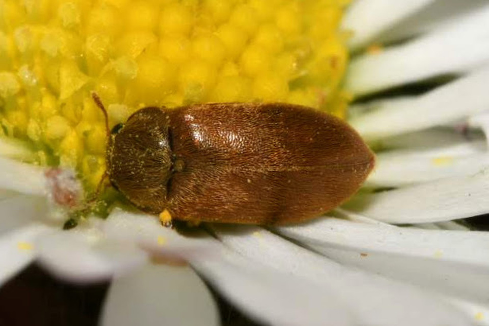 Byturus ochraceus - gyömbérgyökérbogár