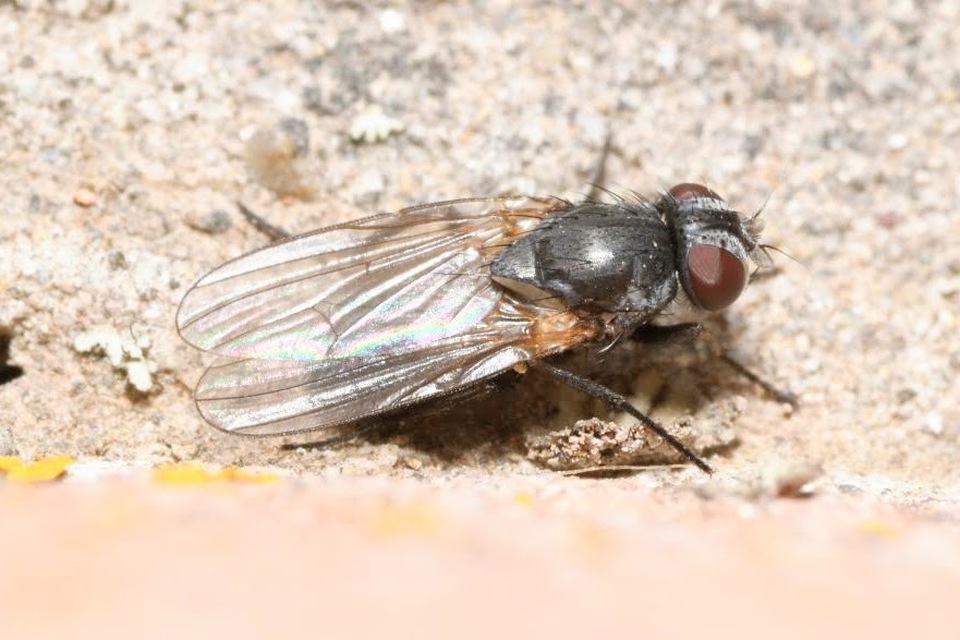 Fannia