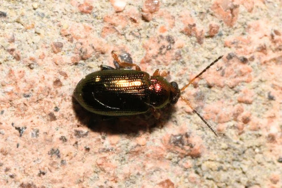 Crepidodera aurata - ékes fűz-földibolha