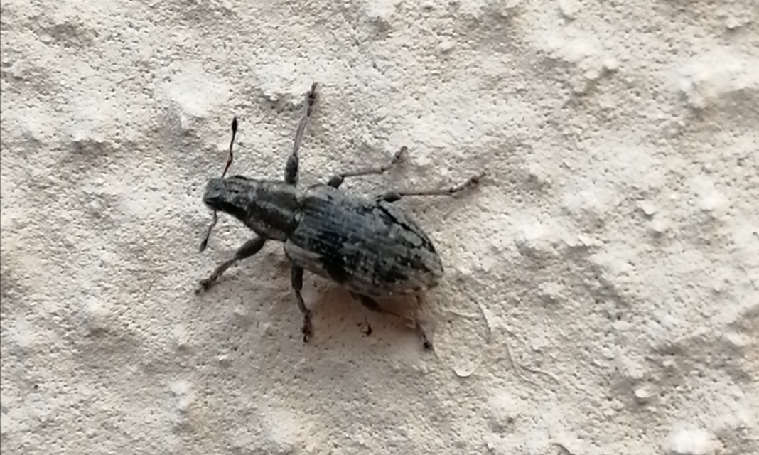 Sitona humeralis - lucerna-csipkézőbogár