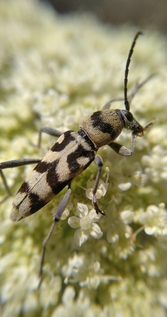Chlorophorus varius - díszes darázscincér