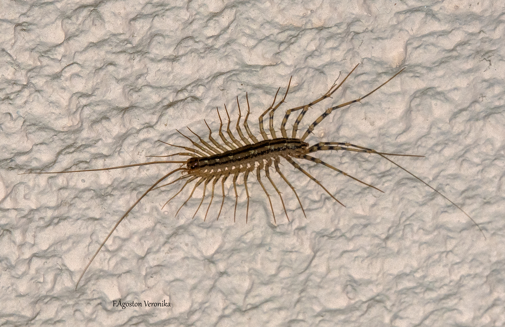 Scutigera coleoptrata - légyölő pókszázlábú