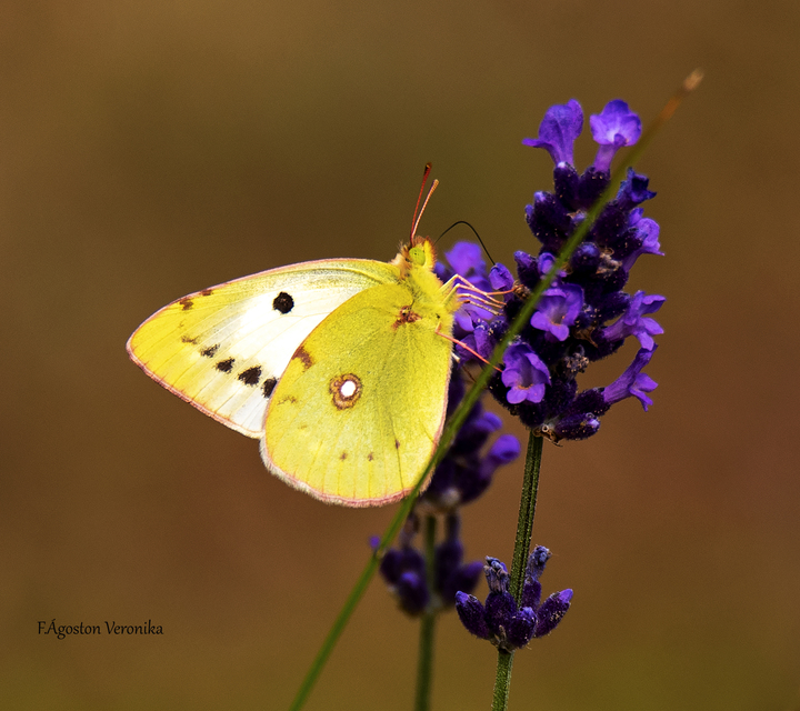 Colias alfacariensis - déli kéneslepke