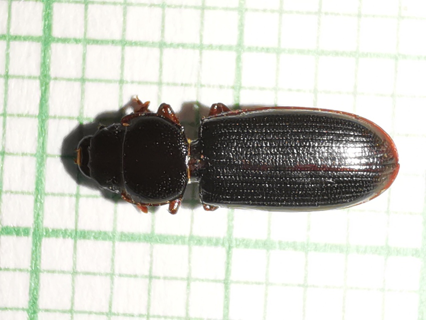 Tenebroides mauritanicus - lisztmentő korongbogár