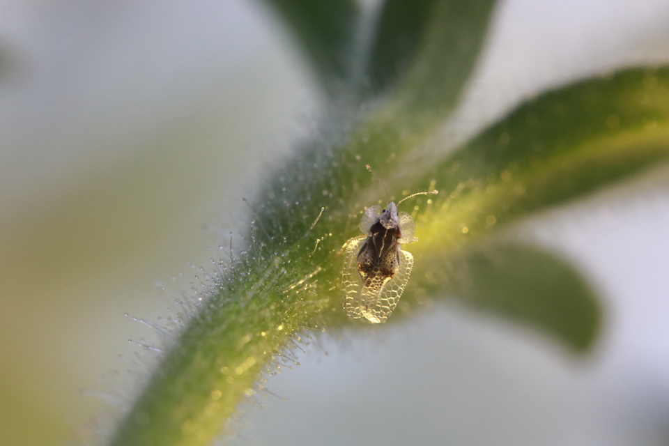 Corythucha ciliata - platán-csipkéspoloska