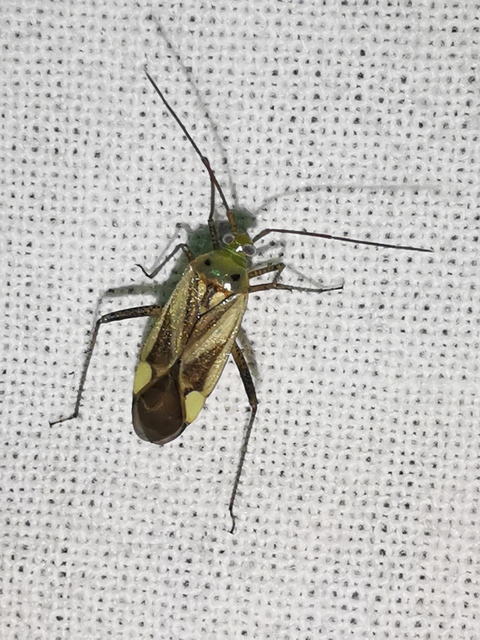 Adelphocoris lineolatus - lucernapoloska