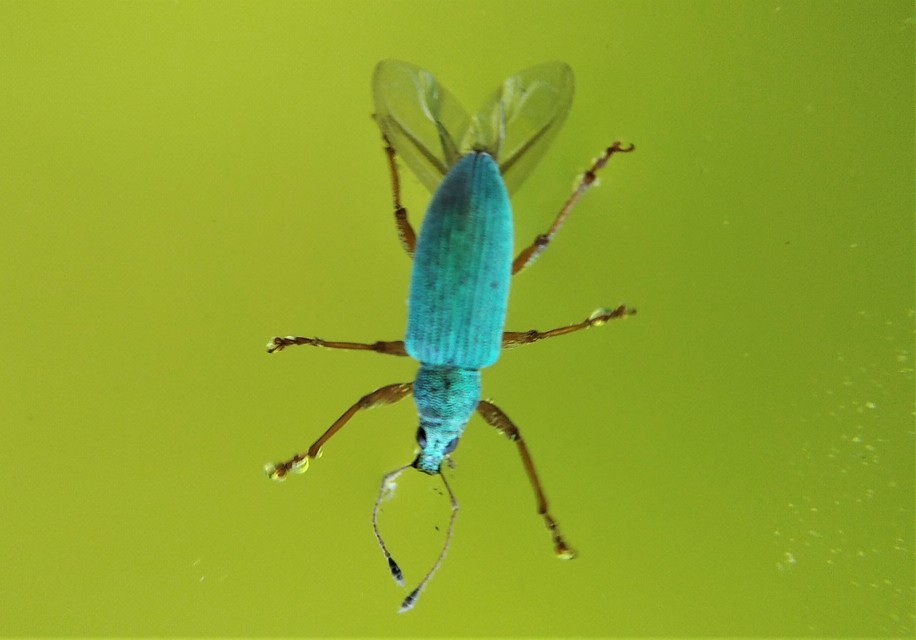 Polydrusus formosus - selymes lombormányos
