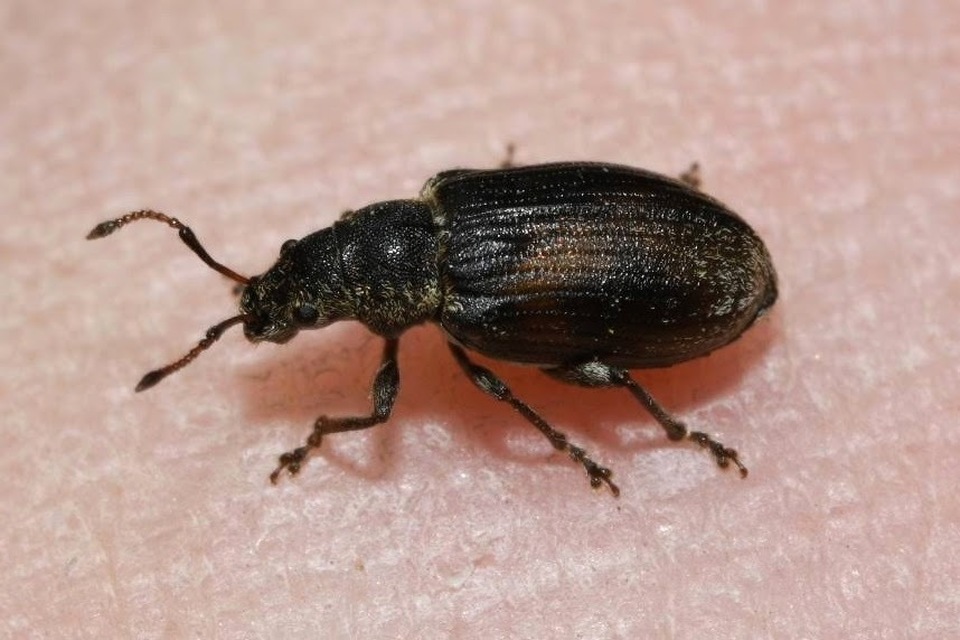 Phyllobius pyri - gyümölcsfa-levélormányos