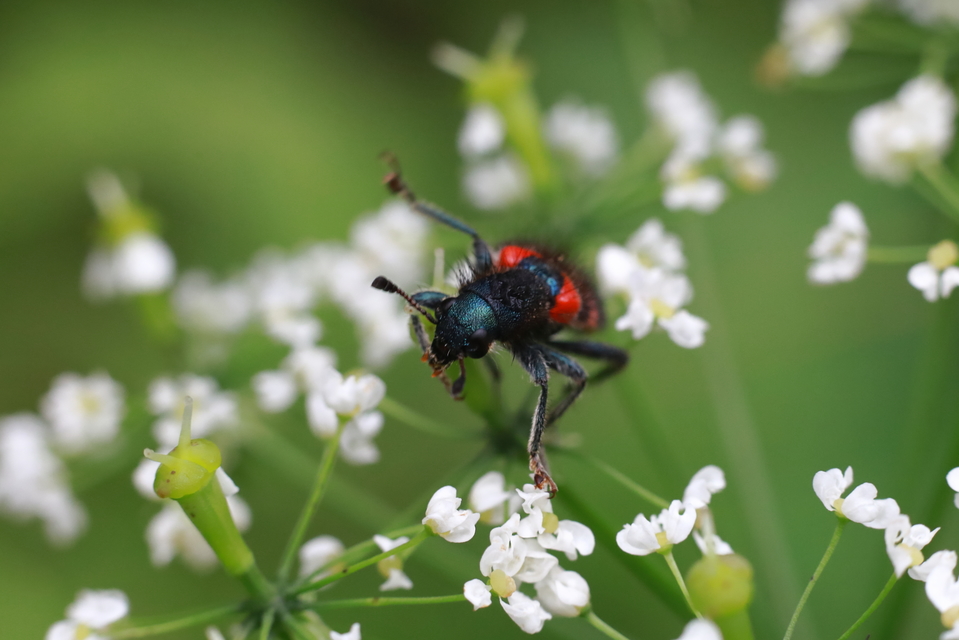 Trichodes favarius - hatfoltos méhészbogár