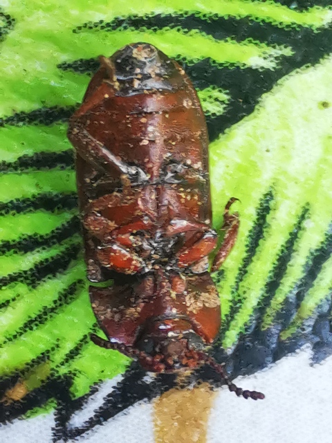 Uloma culinaris - nagy rágványbogár