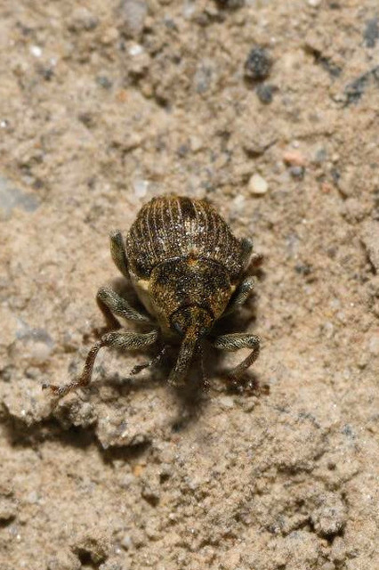 Nedyus quadrimaculatus - közönséges csalánormányos