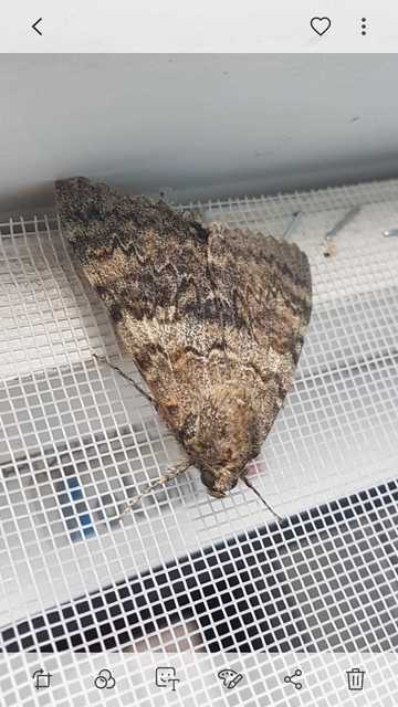 Catocala elocata - közönséges övesbagoly