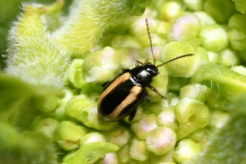 Phyllotreta