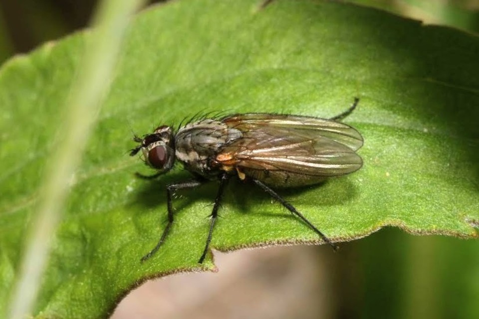 Anthomyia