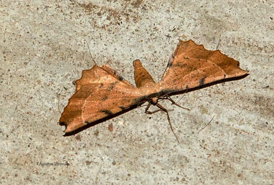Artiora evonymaria - kecskerágó-araszoló