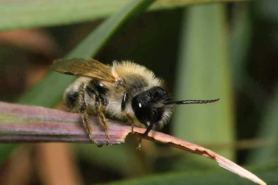 Andrena