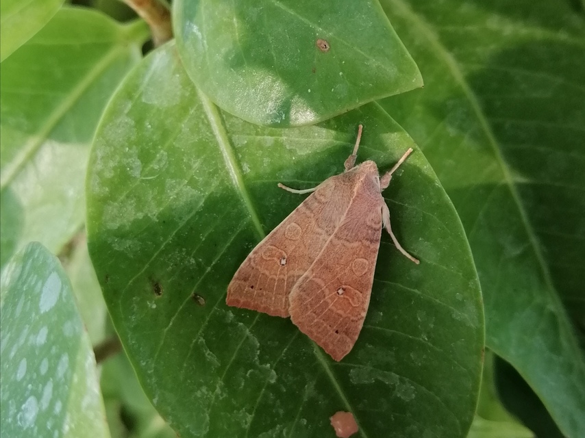 Cirrhia ocellaris - fakó sárgabagoly
