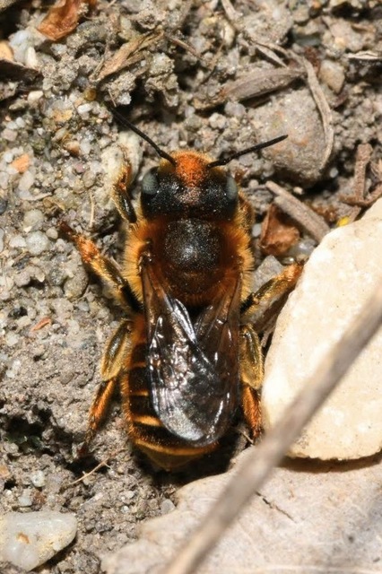 Osmia aurulenta - csigalakó faliméh