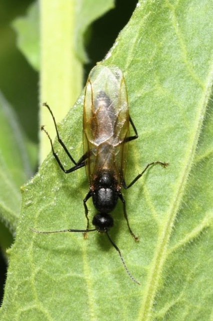 Camponotus