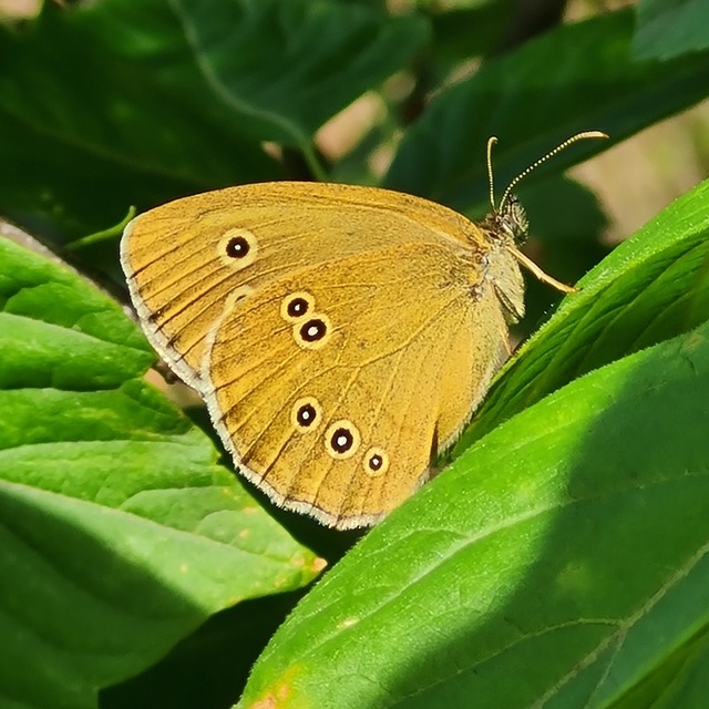 Aphantopus hyperanthus - közönséges ökörszemlepke