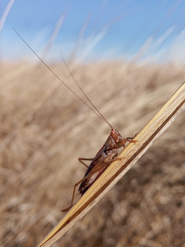 Conocephalus dorsalis - sarlós kúpfejűszöcske
