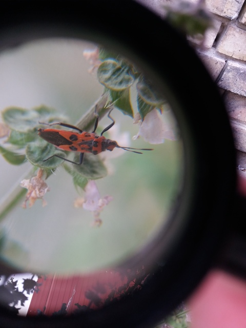 Corizus hyoscyami - piros karimáspoloska