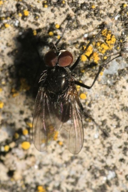 Fannia