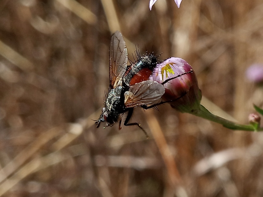 Eriothrix rufomaculatus