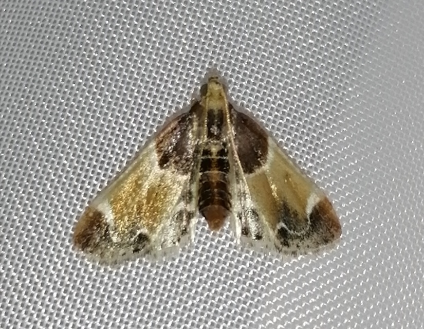 Pyralis farinalis - lisztilonca