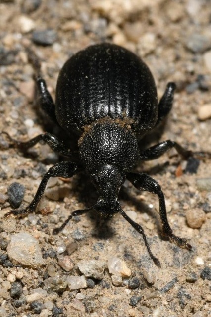 Otiorhynchus catenulatus - gyászos gyalogormányos