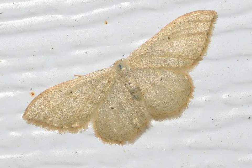 Idaea straminata - szalmasárga sávosaraszoló