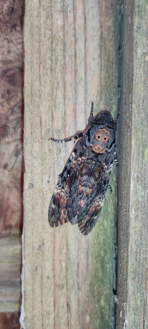 Acherontia atropos - halálfejes lepke