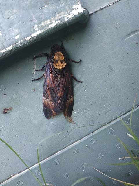 Acherontia atropos - halálfejes lepke