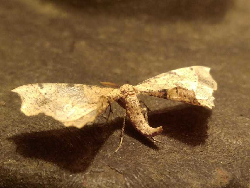 Artiora evonymaria - kecskerágó-araszoló