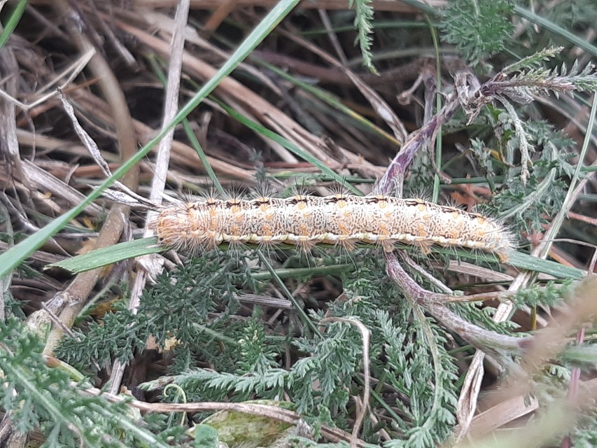 Simyra albovenosa - mocsári lándzsásbagoly Simyra albovenosa - mocsári lándzsásbagoly